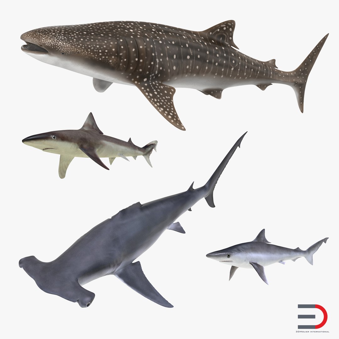 Sharks Collection 8 3D model preview