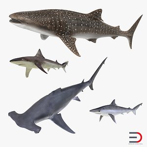 Sharks Collection 8