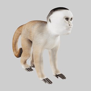 3D White-fronted capuchin