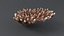 Acropora Coral M 01 3D model
