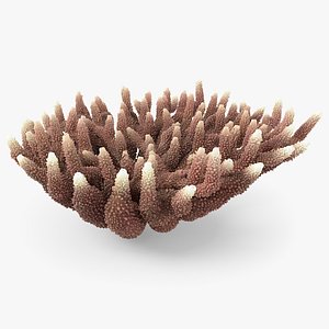Acropora Coral M 01 3D model