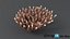 Acropora Coral M 01 3D model
