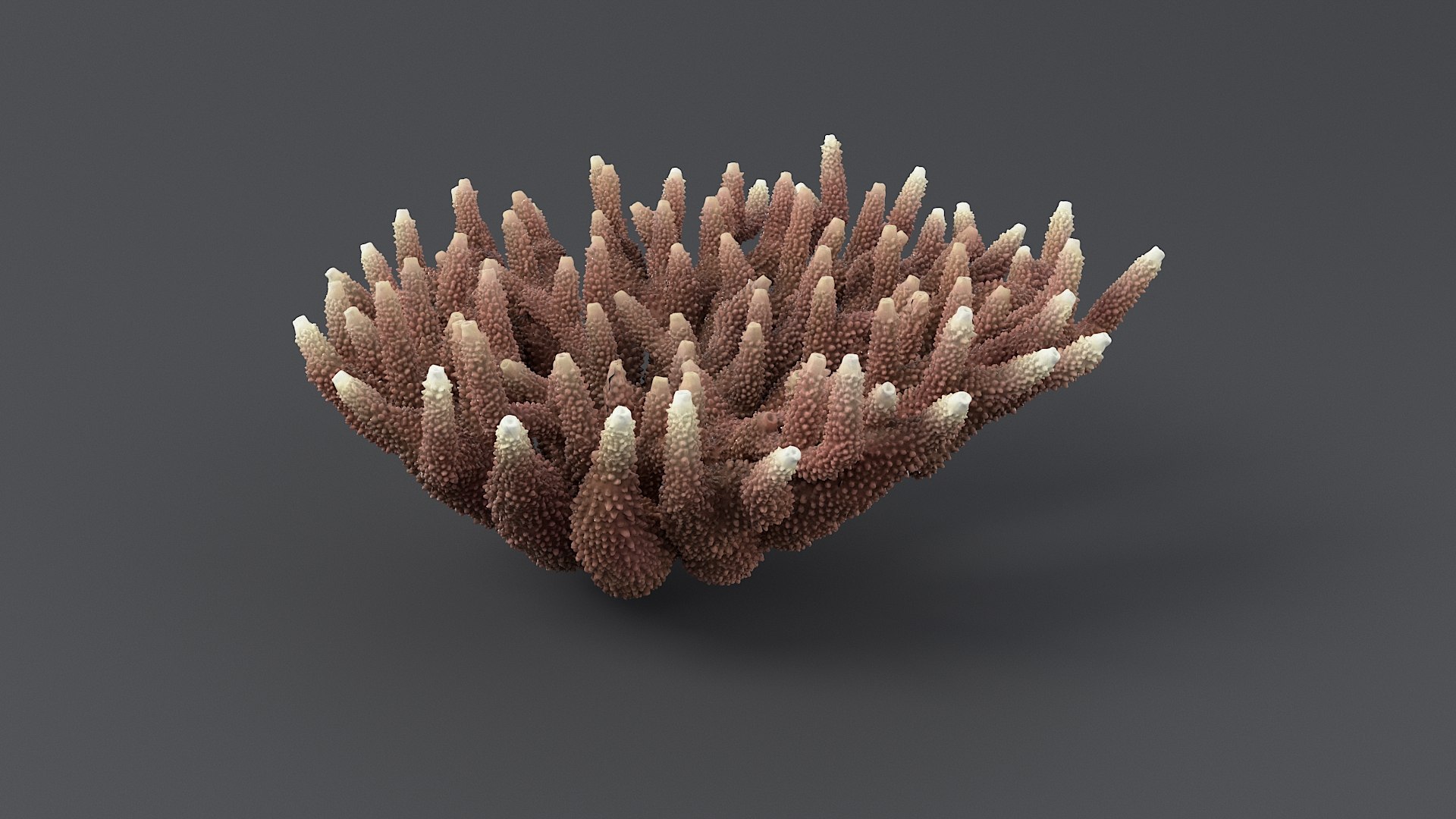 Acropora Coral M 01 3D model https://p.turbosquid.com/ts-thumb/r3/8Ug4E6/De/acropora_m_01_02/jpg/1765191275/1920x1080/fit_q87/e60febf37feb2c9eafa1941c0c102259254e46d4/acropora_m_01_02.jpg