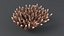 Acropora Coral M 01 3D model