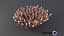 Acropora Coral M 01 3D model