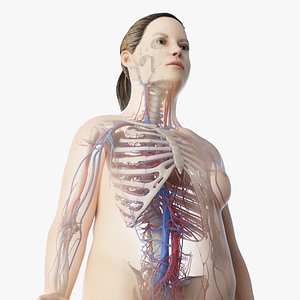 skin obese female skeleton model