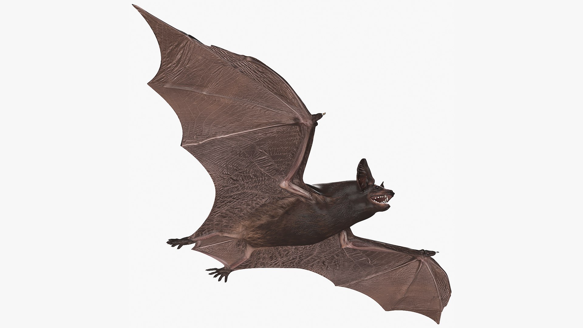Black Bat Rigged for Maya 3D model preview