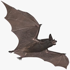 Black Bat Rigged for Maya 3D model