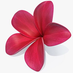 3D plumeria red flower lei model