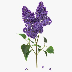 Syringa Lilac 2 3D Model