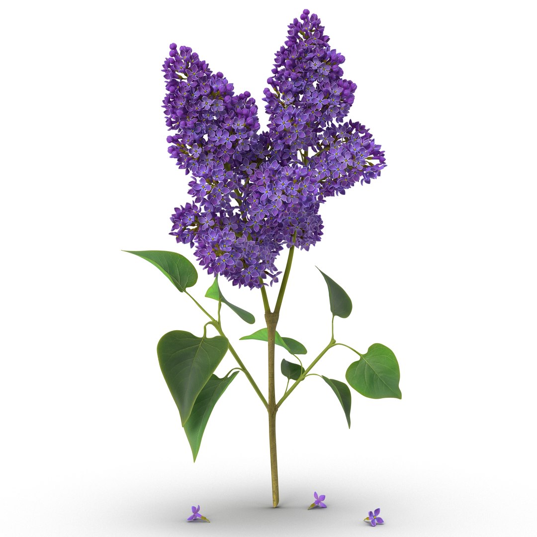 3D Purple Flowering Plants Collection 5 https://p.turbosquid.com/ts-thumb/r3/P5aqWZ/FhknpLCC/3dmodelofsyringalilac02/jpg/1648899550/1920x1080/fit_q87/1f8bb8f19020d820a115666ddb5120e9ca7f3019/3dmodelofsyringalilac02.jpg