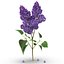 Purple Flowering Plants Collection 5