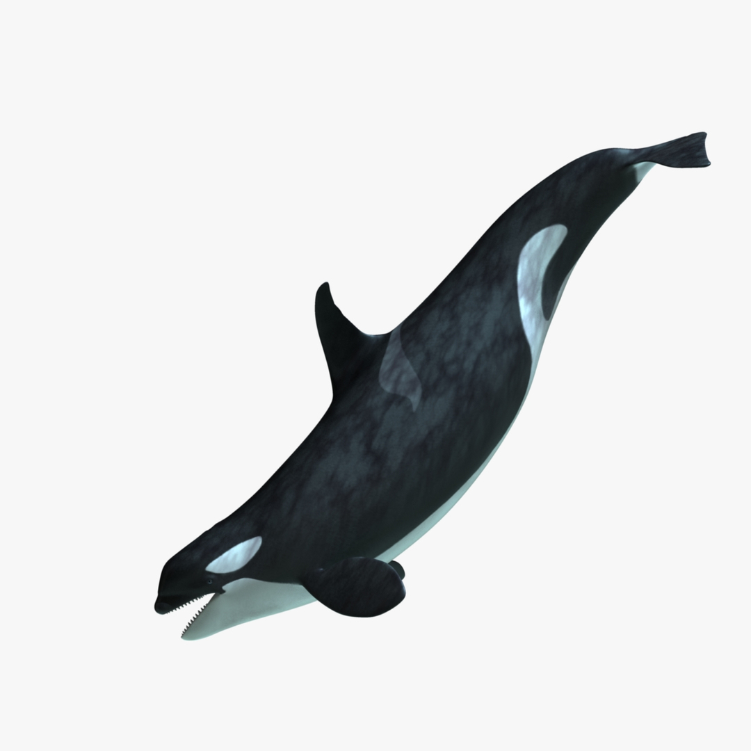 3d orcinus orca killer whale model https://p.turbosquid.com/ts-thumb/r3/PROd3r/21gLBWDf/orca_rot2/jpg/1416743611/1920x1080/turn_fit_q99/6698ff647c92fca42a1bc7a75e7602d1cc59966c/orca_rot2-1.jpg