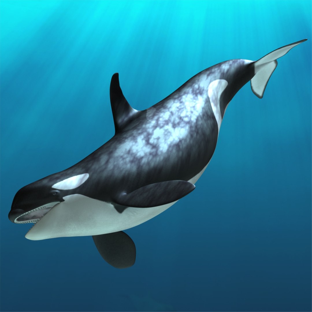 3d orcinus orca killer whale model https://p.turbosquid.com/ts-thumb/r3/PROd3r/AgQhXheQ/r02/jpg/1416737333/1920x1080/fit_q87/c85c26def00e3cca12f1b018e67e33211fa118af/r02.jpg