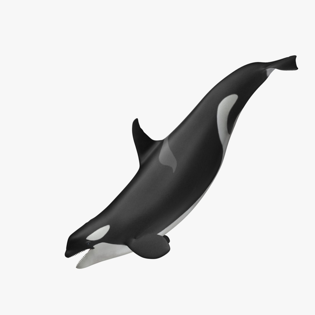 3d orcinus orca killer whale model https://p.turbosquid.com/ts-thumb/r3/PROd3r/B89xzSnS/orca_rot1/jpg/1416738665/1920x1080/turn_fit_q99/fc7c346fe950e72d7ef2b553910dce7a7963a9ec/orca_rot1-1.jpg