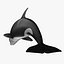 Orcinus Orca 'Killer Whale'