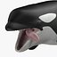 3d orcinus orca killer whale model