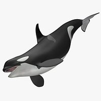 Orcinus Orca 'Killer Whale'
