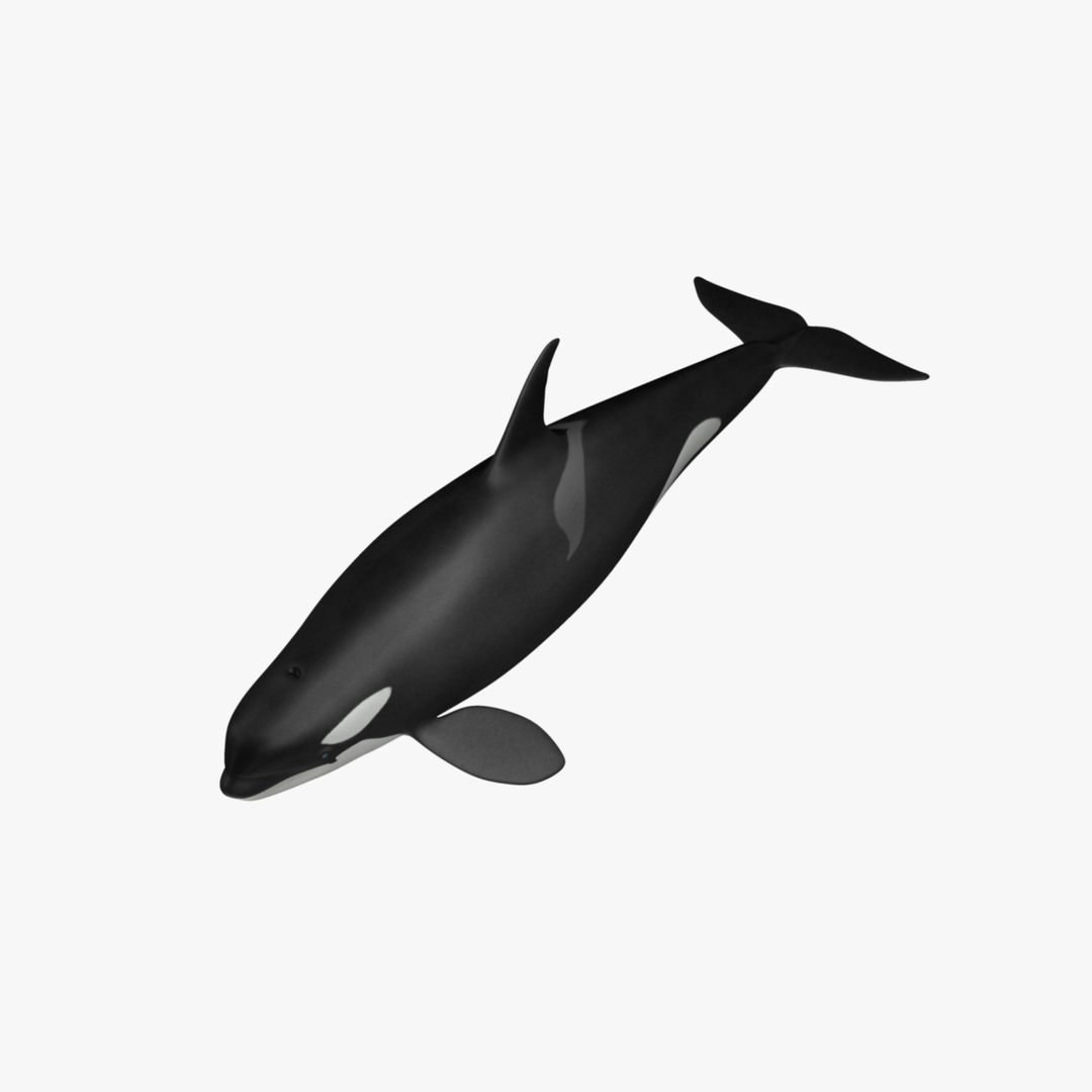 3d orcinus orca killer whale model https://p.turbosquid.com/ts-thumb/r3/PROd3r/jIr3xokQ/orca_rot3/jpg/1416743642/1920x1080/turn_fit_q99/75d5b7e126e5dc2f8a094ff5ea10355bc26322c9/orca_rot3-1.jpg