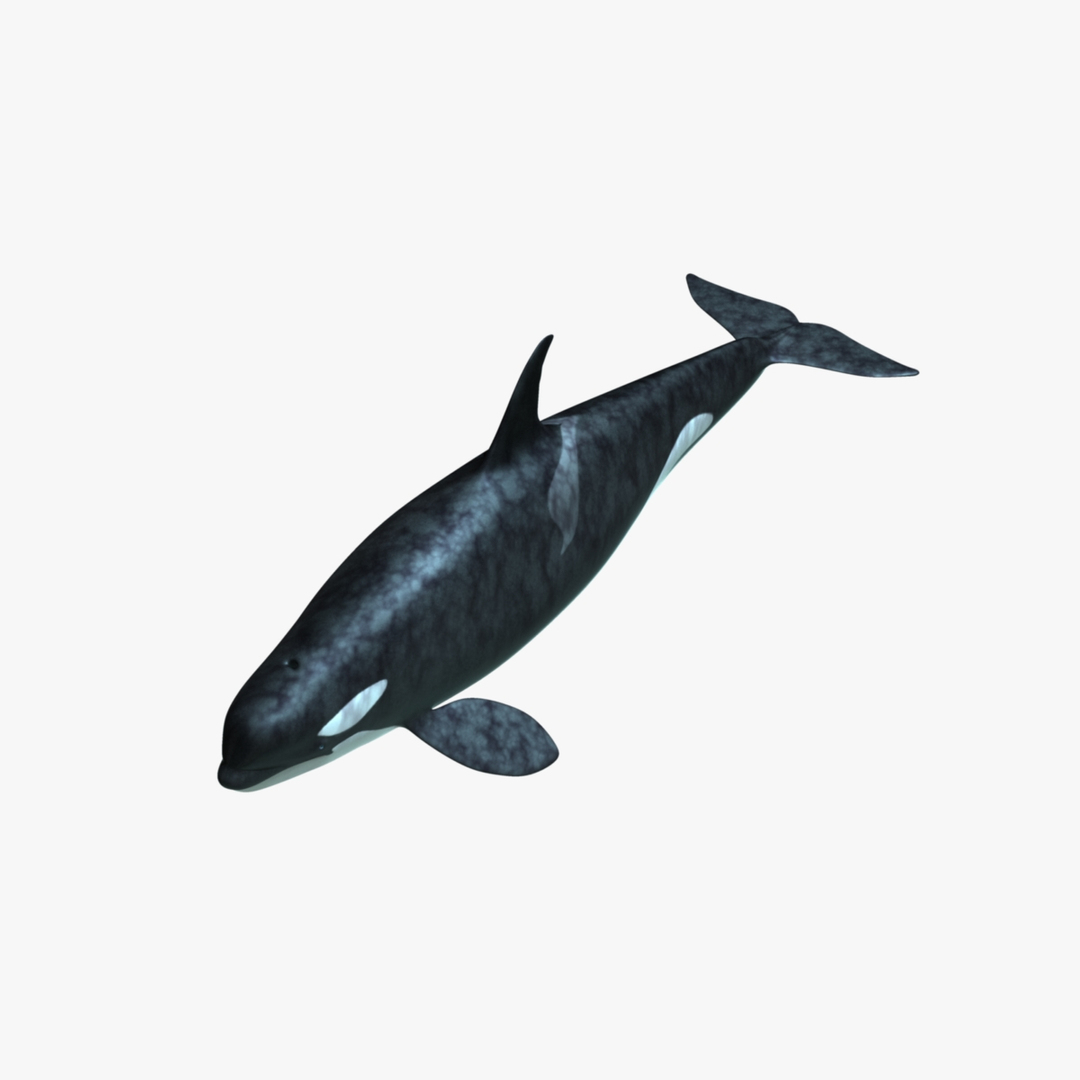 3d orcinus orca killer whale model https://p.turbosquid.com/ts-thumb/r3/PROd3r/twqYDeaL/orca_rot4/jpg/1416743682/1920x1080/turn_fit_q99/1be179ee6860e420d014f49c4122542be1aaae19/orca_rot4-1.jpg