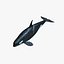3d orcinus orca killer whale model