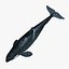Orcinus Orca 'Killer Whale'