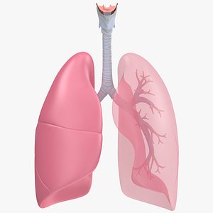 Respiratory System