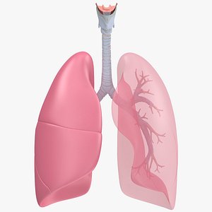 Respiratory System