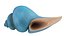 Cartoon  Sea Shell Collection