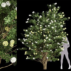 3D Viburnum Opulus Roseum Tall