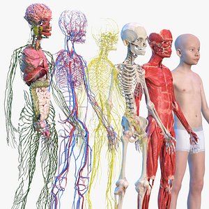 3D Young Man Full Body Anatomy Set model
