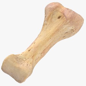 Real Proximal Phalanx Bone of Fourth Toe 01