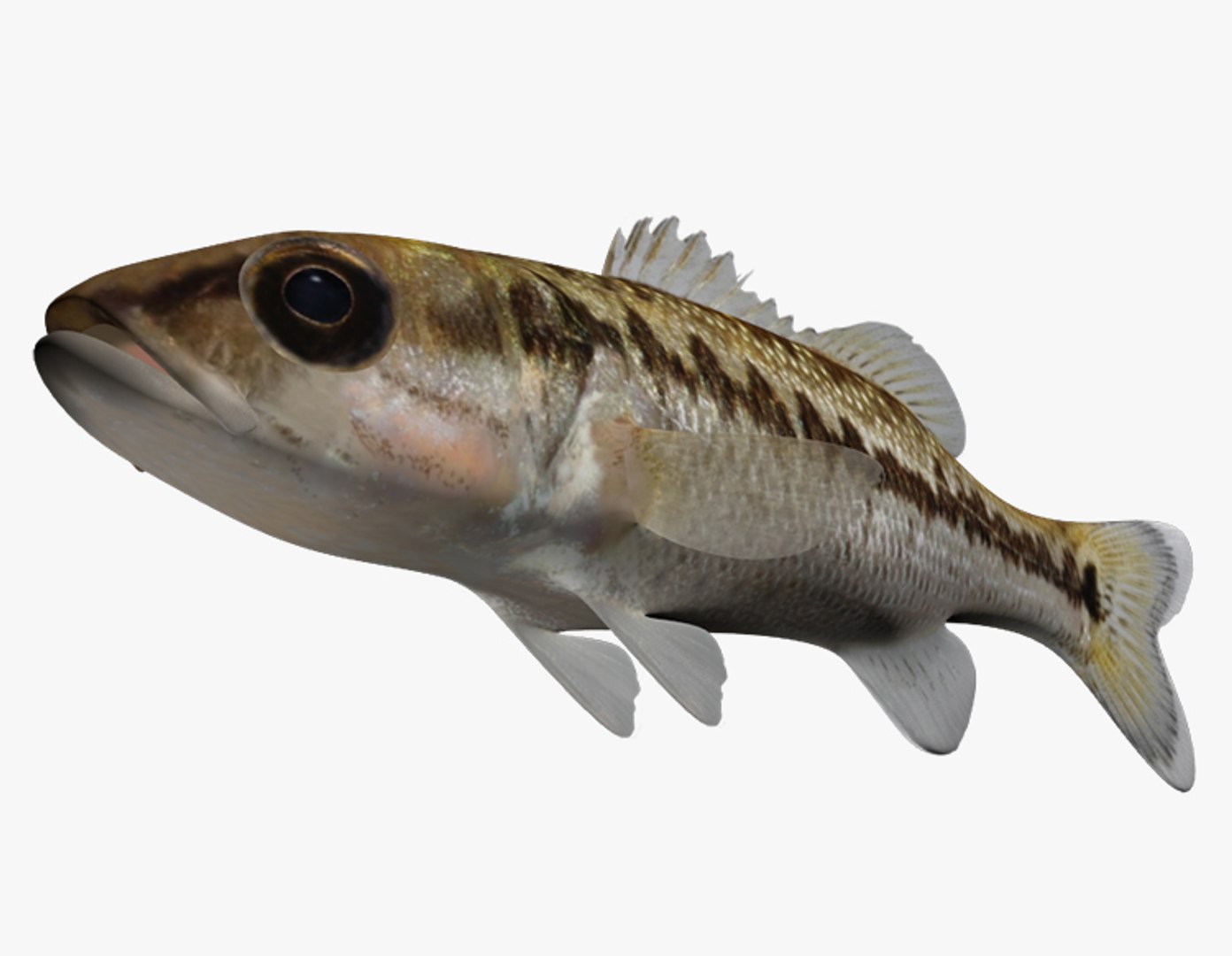 Micropterus Punctulatus Spotted Bass Ma