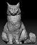 Fluffy cat 15