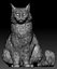 Fluffy cat 15