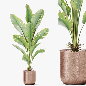 Plants collection 1189