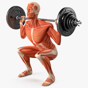 Anatomy Male Muscular System Squats Animated Rigged for Maya