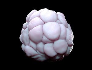 multicellular spheroid cell 3D model