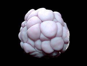 multicellular Spheroid