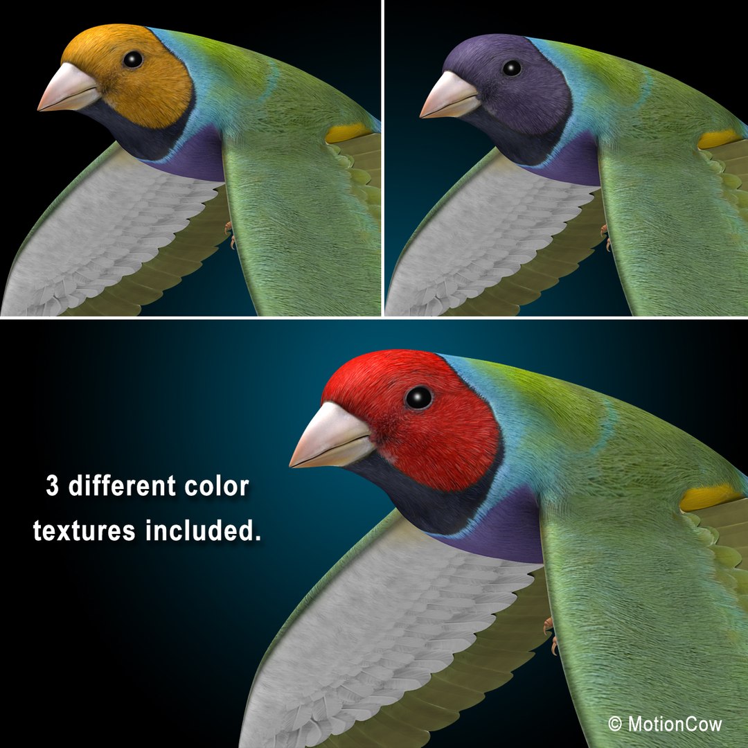 max finch flying https://p.turbosquid.com/ts-thumb/r3/uZKWkN/leuqjjXv/finch_q/jpg/1336103198/1920x1080/fit_q87/4417fe95e064fe802ea1166d5c44aa622048b65f/finch_q.jpg