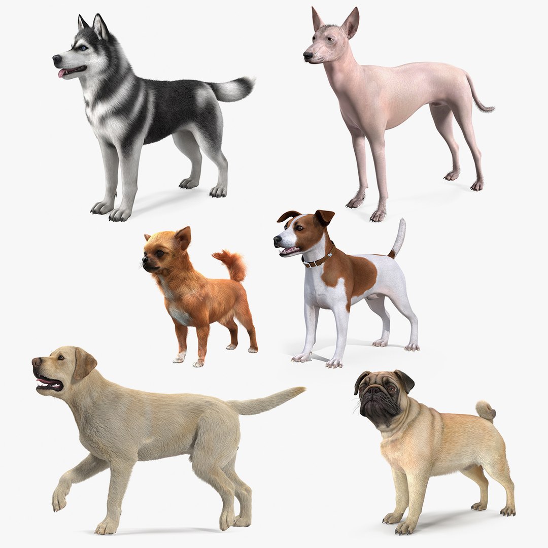 Dogs Collection 5 3D model preview