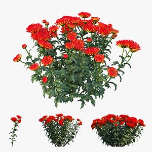 3D chrysanthemum flower plant set