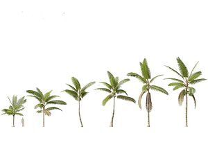 Acanthophoenix crinita - White Barbel Palm model