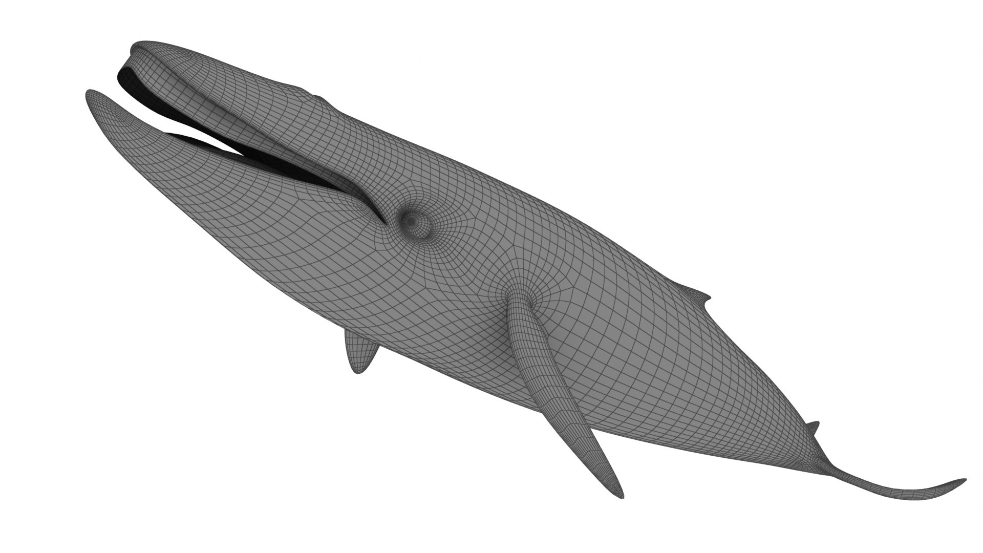 Cartoon Blue Whale 3D model - TurboSquid 2095736