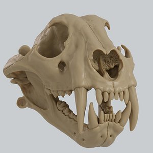 3D Tiger skull for 3D print