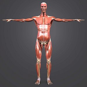3D body muscles skeleton