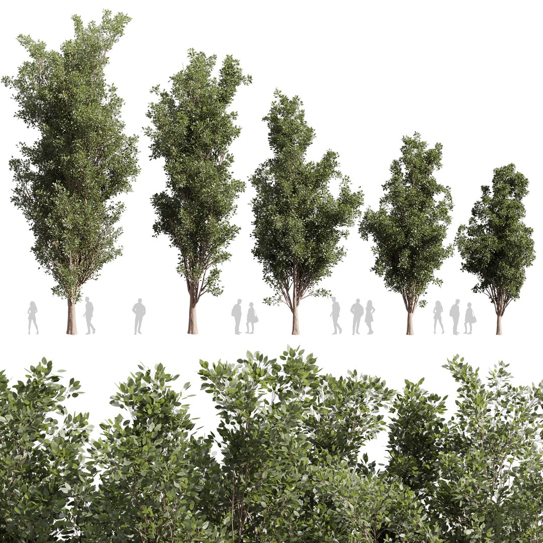 Collection Plant Vol 612 - Populus - Tremuloides - Tree 3D Model ...