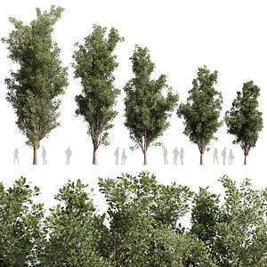 Collection plant vol 612 - Populus - Tremuloides - Tree 3D model