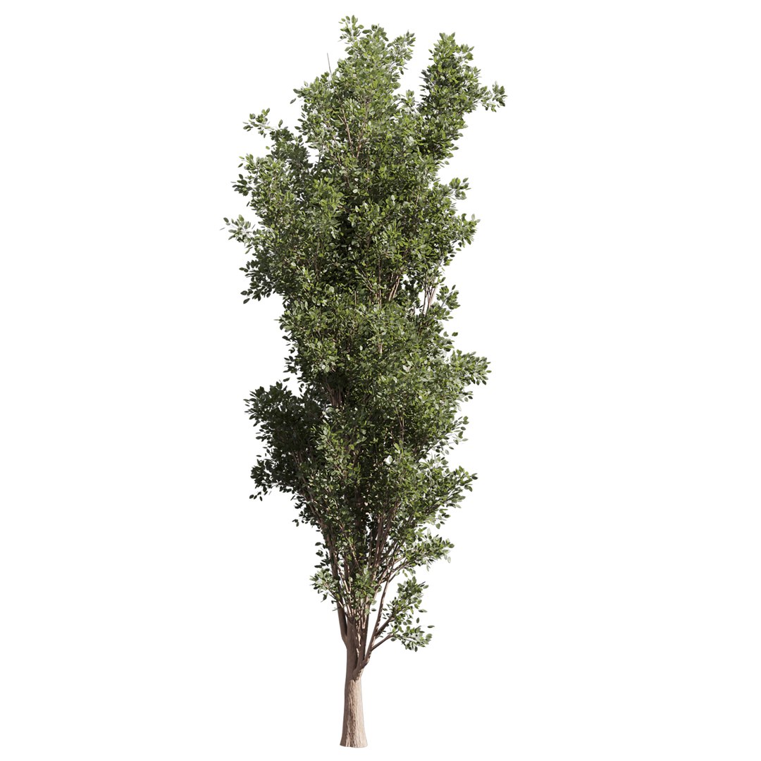 Collection Plant Vol 612 - Populus - Tremuloides - Tree 3D Model ...