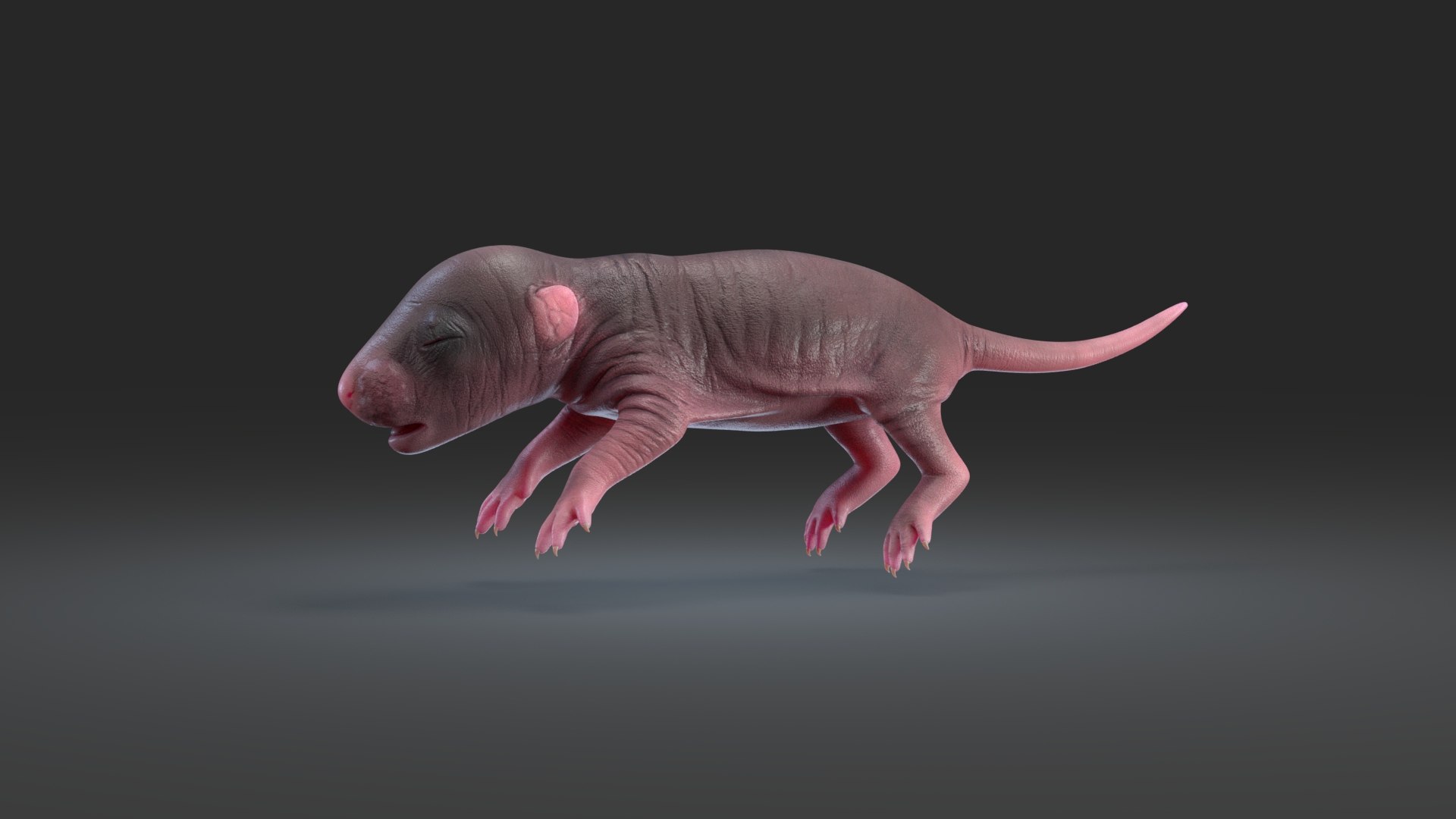 rat baby newborn model https://p.turbosquid.com/ts-thumb/r4/dKp7rR/9EBecR2L/rat_newborn_black_02/jpg/1573839058/1920x1080/fit_q87/08d63ba4fcefe6076ff0b8e0efda6e45a8f93548/rat_newborn_black_02.jpg